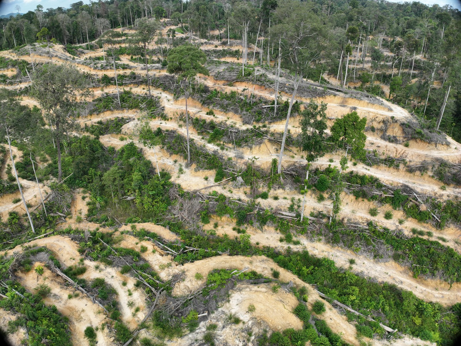 Foto udara lanskap hutan dan area terbuka di Tenggulun